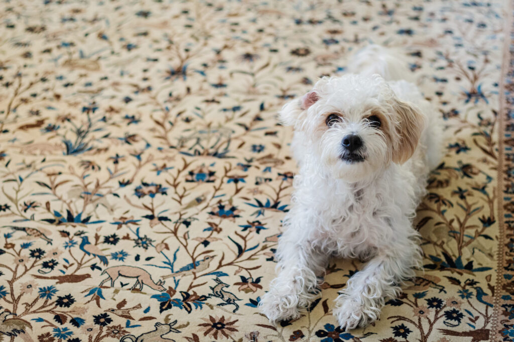 oriental rug